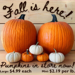 Fall is HERE! Pumkins in store now! 