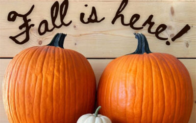 Pumpkins in Store Now!  Fall is HERE!