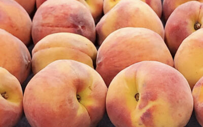 Local Peaches | Heirloom Tomatoes | Shiro Plums