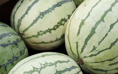 Local Watermelon, Peppers, and Okra