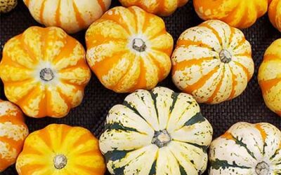 20% Off Local Peppers & New Co-op Deals