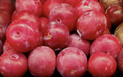 Local Bubblegum Plums, Black Cherry Tomatoes, & Tropea Onions