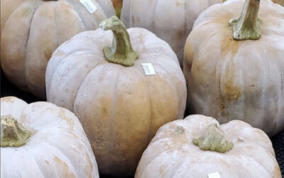 Blood Peaches, Heirloom Squash, Greens, & Roots