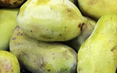 Local Paw Paws, Fall Radishes & Apples