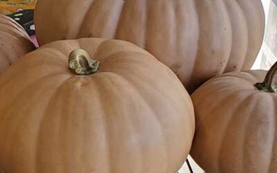 Local Apples, Spinach, & Daikon Radishes