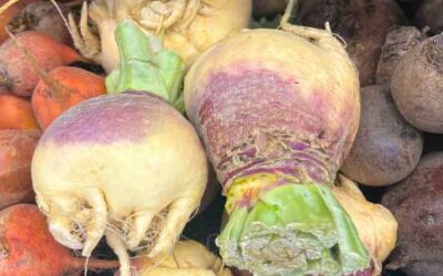 Radishes, Rutabaga, and Chioggia Beets!