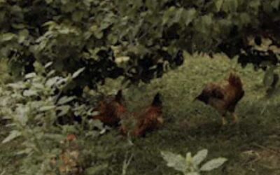 Local Homemade Soup, Tree-Range Chicken, and Cauliflower!