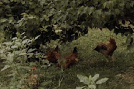 Local Homemade Soup, Tree-Range Chicken, and Cauliflower!