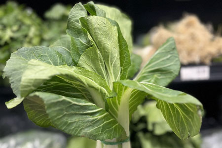 Crispy Greens, Regeneratively Raised Chicken, and more!