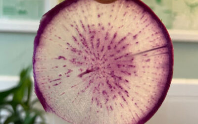 Tips to Care for the Earth!