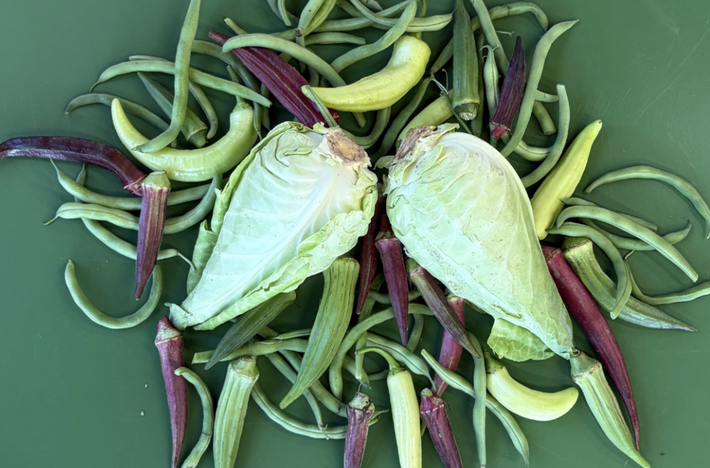 Okra, Shiro Plums, New Zealand Spinach!