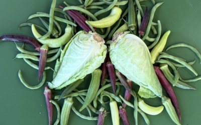 Okra, Shiro Plums, New Zealand Spinach!