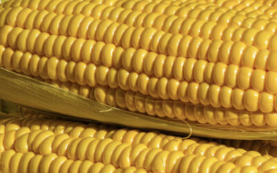 Sweet Corn, Sungold Tomatoes, Jimmy Nardello Peppers