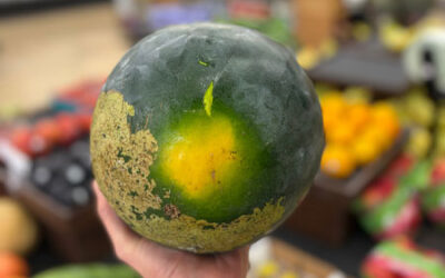 Melon, Rainbow Chard, Heirloom Tomatoes